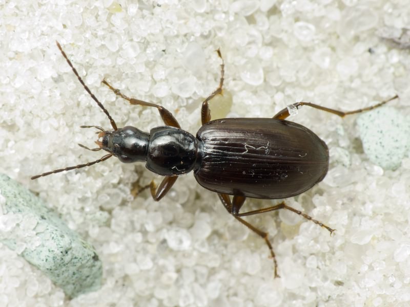 Agonum micans (Nicolai, 1822)